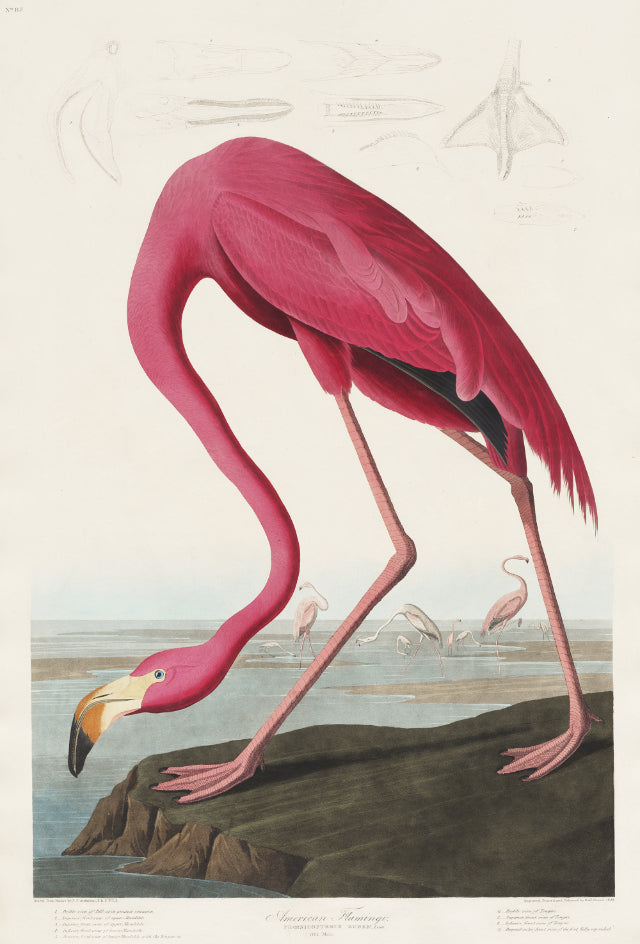 American Flamingo John James Audubo Mural Wallpaper