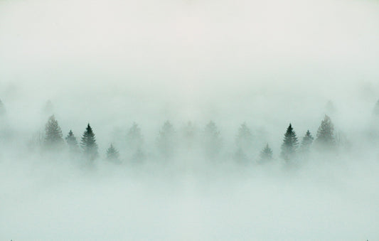 Foggy  Forest Peel And Stick Wallpaper  Mural  | Giffywalls